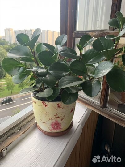 Пеперомия туполистная