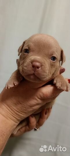 Американский булли