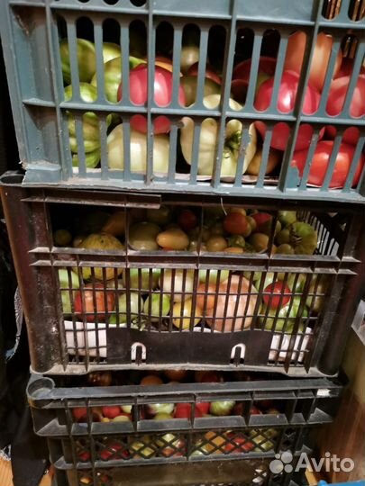 Семена Помидор