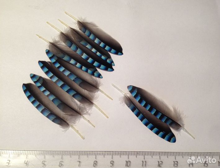 Перья сойки, утки, петуха, куропатки и др