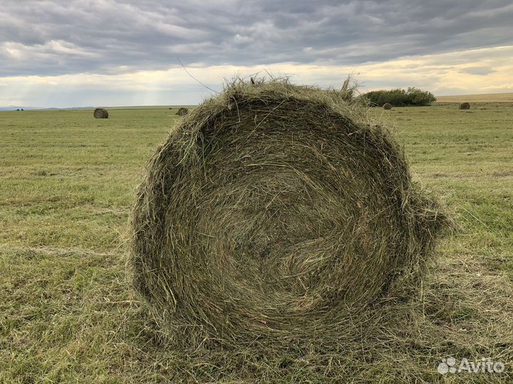 Продам сено в рулонах свежий укос