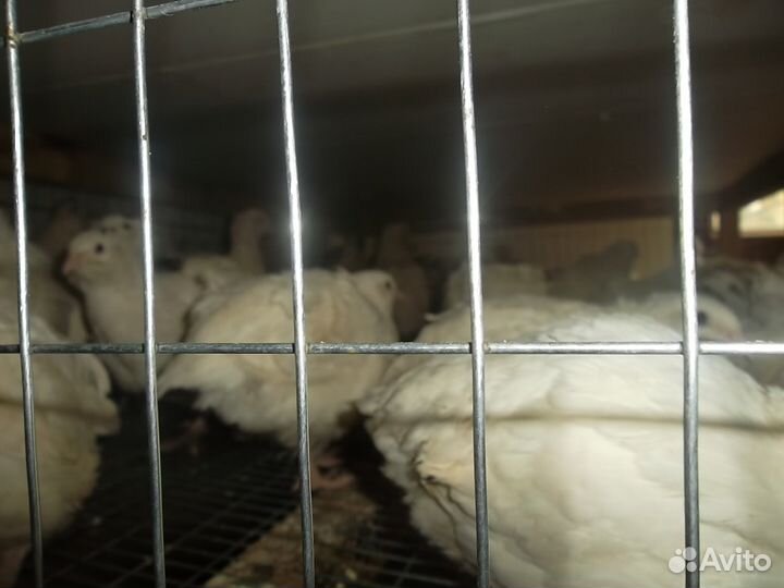 Перепела техасские