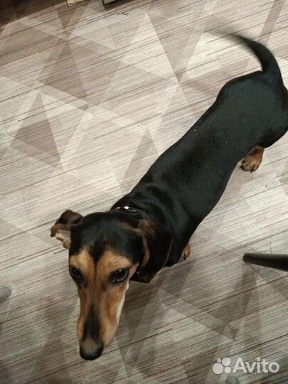 Собака такса