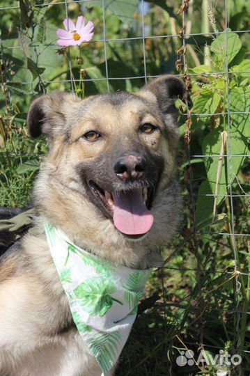 Собака трусишка попала в приют