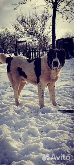 Алабай вязка