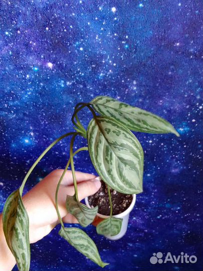 Сингониумы