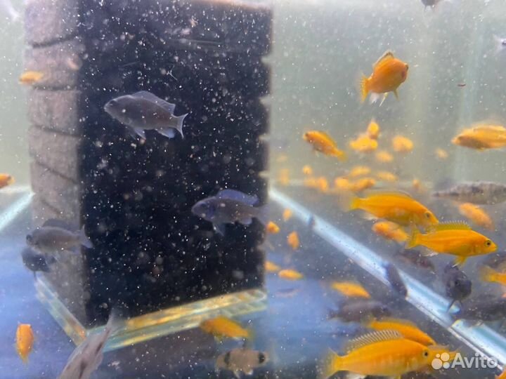 Аквариумные рыбки