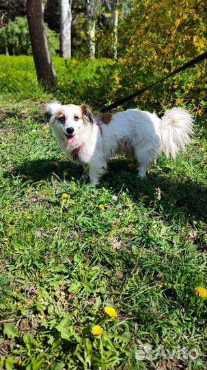 Собака в добрые ответственные руки