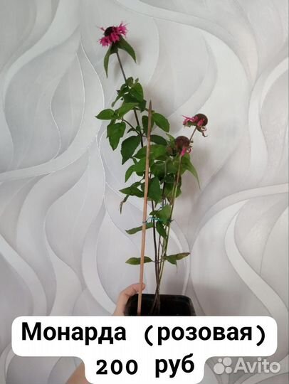 Цветы. Цену предлагайте