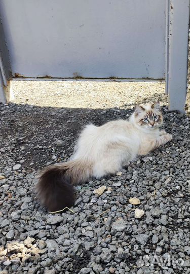 Кот Невский Маскарадный, вязка