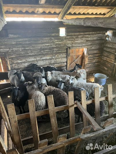 Продам баранов