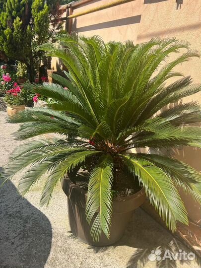 Саговая пальма