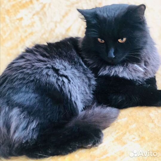 Красавчик Гриша ищет дом