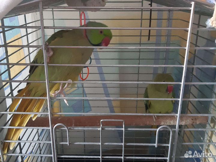 Попугаи разные,клетки