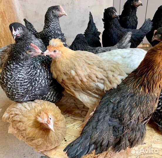 Курочки молодка