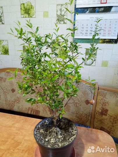 Гранат плодоносящий комнатный