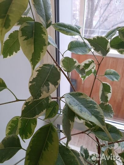 Фикус Бенджамина Вариегатный (пестролистный)