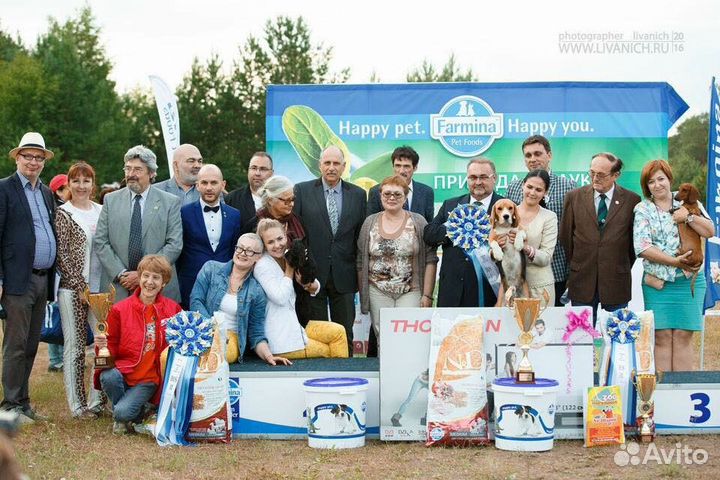 Бигль. Вязка