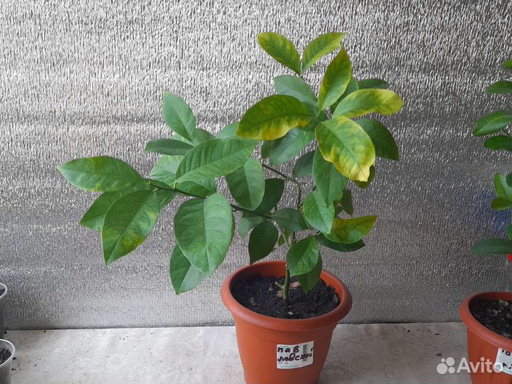 Павловский лимон