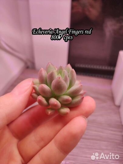 Суккуленты