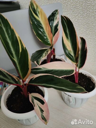 Строманта триколор