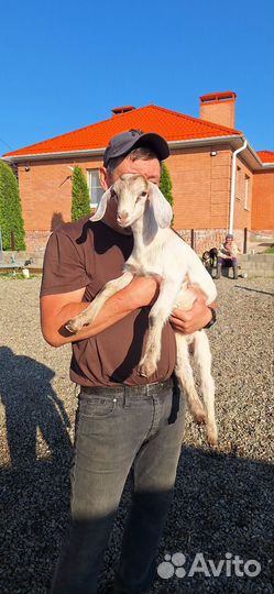 Козочки и козлик нубийские