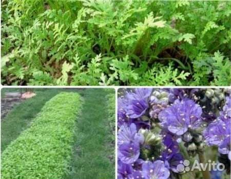 Семена Фацелии и Рапса