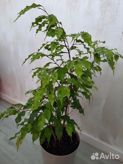 Фикус бенджамина