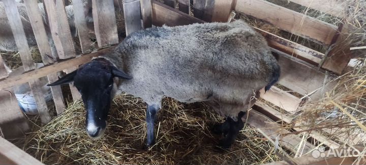 Романовская овца с ягненком