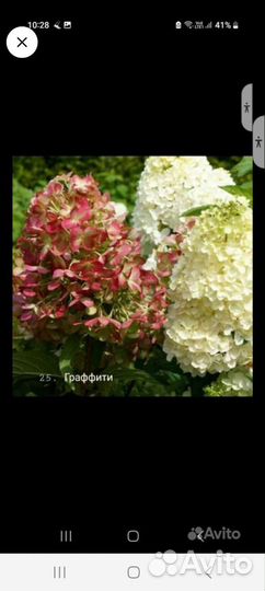 Дейция,Гортензии, хосты