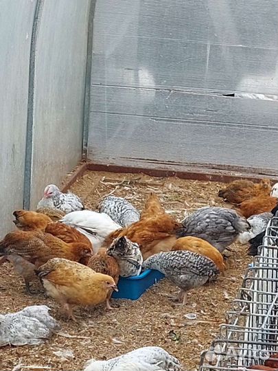 Птенцы породных кур