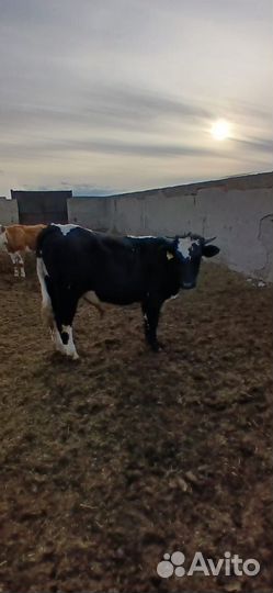 Бычки на откорм