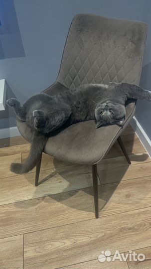 Британский кот