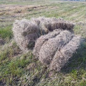 Продам свежезаготовленное зелёное сено в тюках