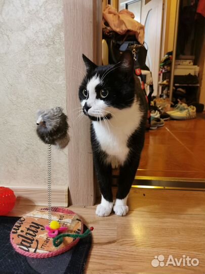 Котик Гуляш 1 год ищет дом