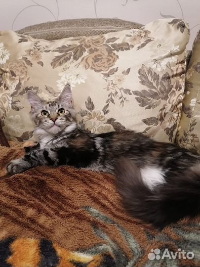 Мейн-кун котенок