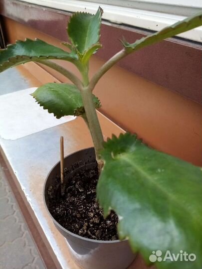 Каланхоэ лечебное рео санцивеерия