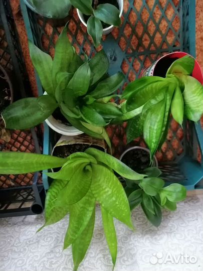 Комнатные растения