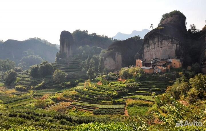 Би ло чунь белый чай