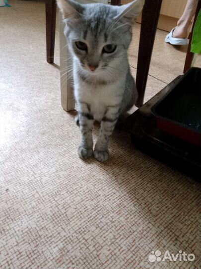 Кошка в дар