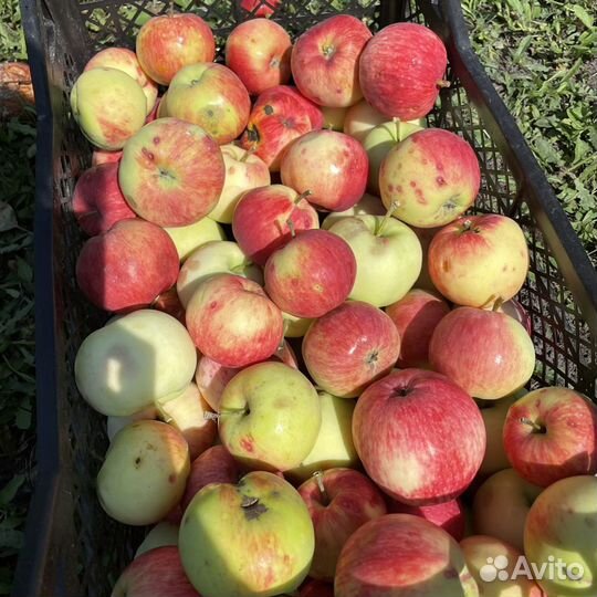 Яблоки домашние