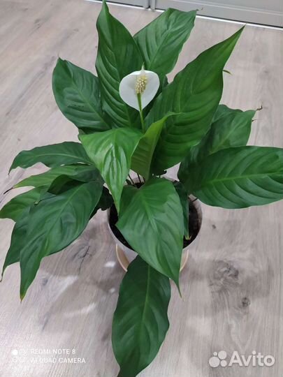 Спатифиллум