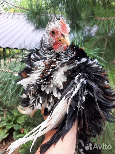 Карликовые кохинхины