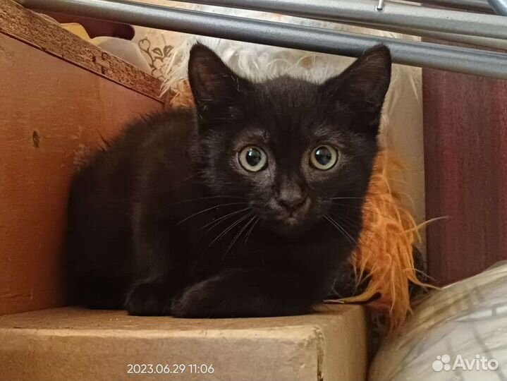 Котосемья в поисках дома котята и мама