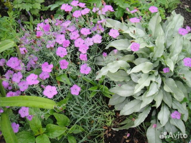 Молочай многоцветковый