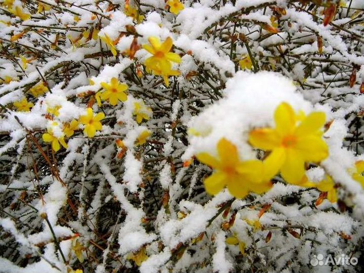 Жасмин голоцветковый(Jasminum nudiflorum )