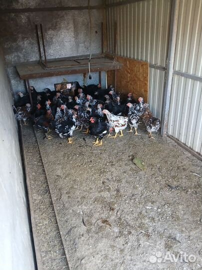 Петушки и курочки ливенские ситцевые