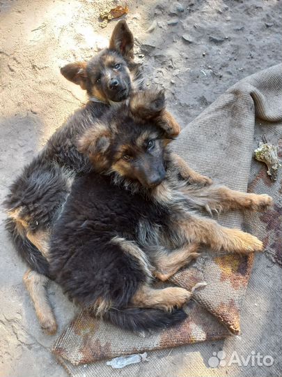 Щенки немецкой овчарки