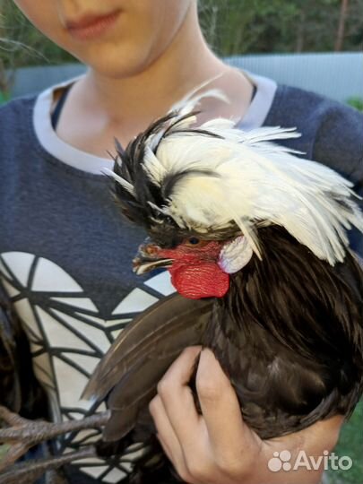 Молодые петухи