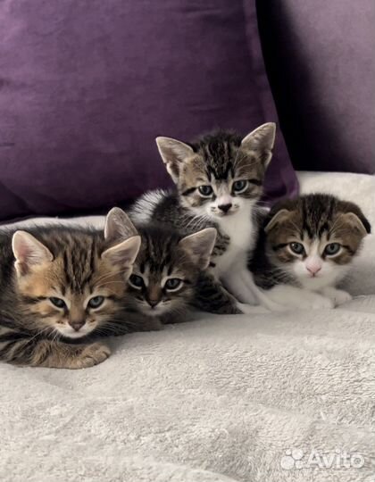 Кошки в добрые руки бесплатно